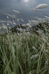 Stunning white grass flower fields Hoi An Vietnam