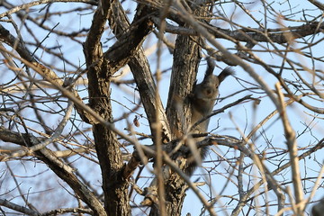 Eurasian red squirrel (Sciurus vulgaris mantchuricus) on the tree branch on blue sky background.