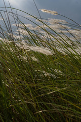 Stunning white grass flower fields Hoi An Vietnam