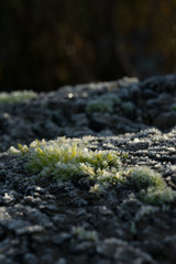 frost growing on the side of a fallen tree