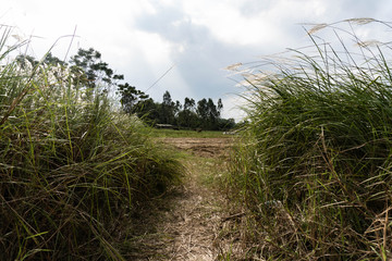Stunning white grass flower fields Hoi An Vietnam