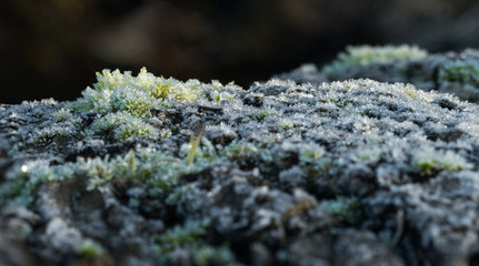 frost growing on the side of a fallen tree