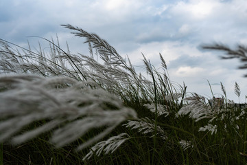 Stunning white grass flower fields Hoi An Vietnam