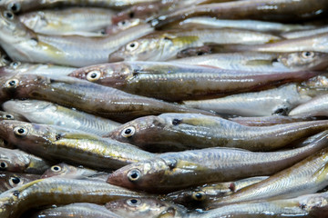 Fresh fish in the market. Fresh fish.  Fish background. Raw meat. 