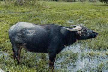 Black water ox looking epic in the mud