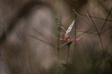 Butterfly within the grass 1