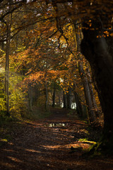 sun rays breakthrough the trees to light up the muddy path ahead