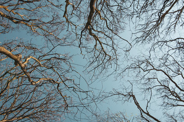 Blick nach oben in die Baumkronen im Winter unter blauem Himmel - 307121496