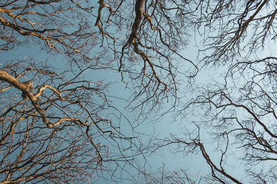Blick nach oben in die Baumkronen im Winter unter blauem Himmel