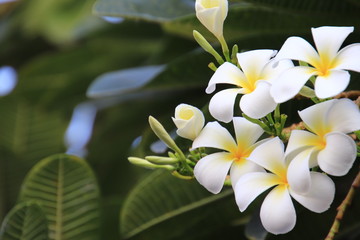 Fototapeta na wymiar Beautiful group of White plumeria (frangipani) blooming in the morning,Bright white yellow plumeria flowers as a floral background
