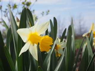 Obraz premium daffodils on blue sky background