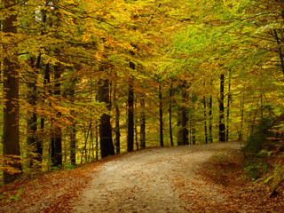 Obraz premium forest