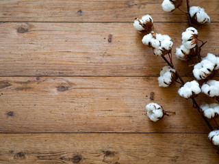 Cotton branch lying on an old wooden background - flat lay view