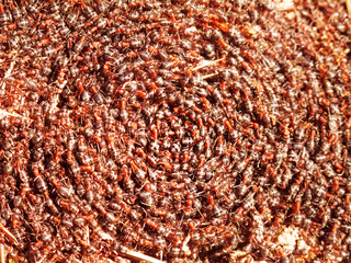 ants in blury dance at spring        