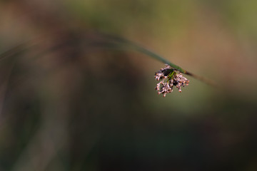 A small flower caught in the golden hour light
