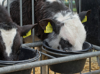 Calf. Double-muscled calves. Farming. Meat calves. Cows. Cattle