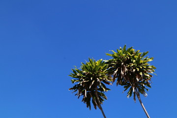 trees on blue sky background.