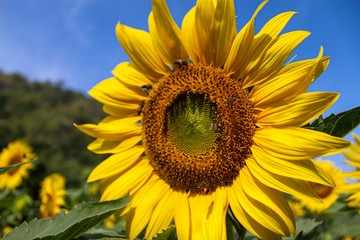 Fototapeta premium Yellow sunflower blooming in the field