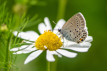 Close up of a blue wing butterfly drinking nectar