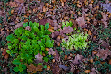 Le ghiande e le foglie secche di quercia in autunno