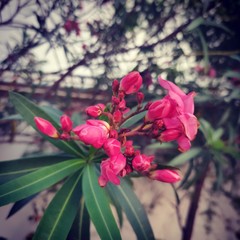 flowers in the garden