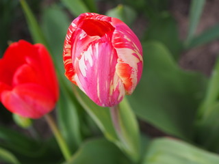 red tulip in the garden