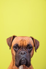 Portrait of cute boxer dog on colorful backgrounds, green, copy space