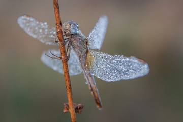 Odonata.Dragonflies