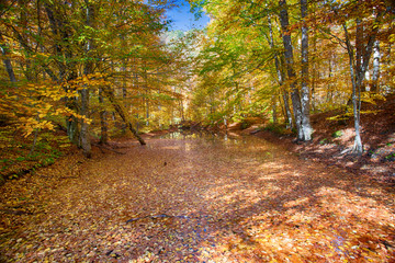 Autumn forest road leaves view. Autumn leaves ground. Autumn forest road water landscape. Autumn leaves water road view . (seven lakes) Yedigoller with orange boat - Park Bolu, Turkey