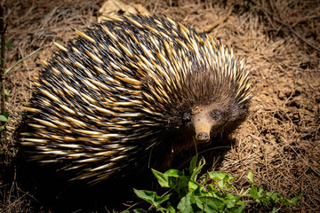 Echidna looking for ants (australia)