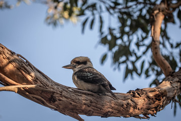 Laughing kookaburra (australian bird)