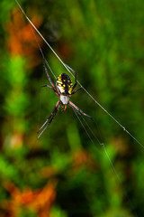 Back of a Argiope aurantia