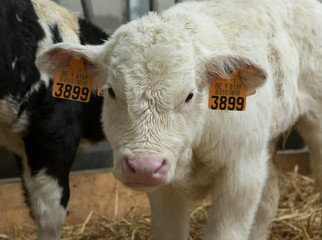 Belgian Blue Calves. Cattle. Farming. Double-muscled calves.