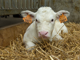 Belgian Blue Calves. Cattle. Farming. Double-muscled calves.