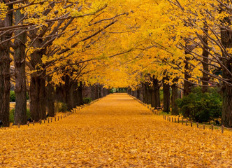 Yellow Ginkgo Tree in Showa Memorial Park, Japan.