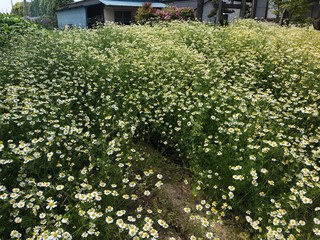 German chamomile in the garden