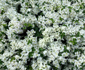 Blooming purple bougainvillea encircle with white bougainvillea flowers, background or wallpaper.