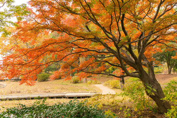 Natural Maple Autumn Maple Tree.