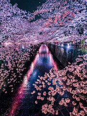 目黒川の夜桜