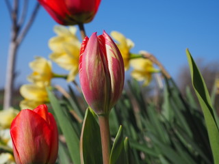 tulips on background of blue sky