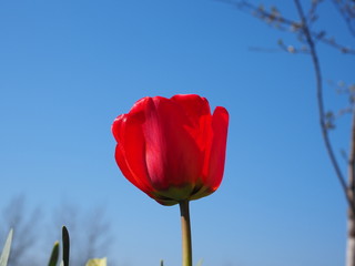 red tulip on background of blue sky