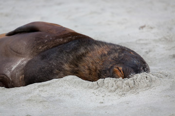 Fototapeta premium New Zealand Sea Lion (Phocarctos hookeri)