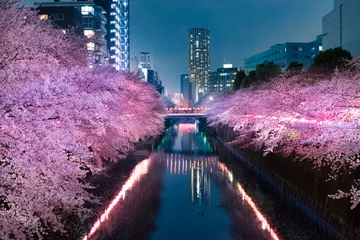 Foto op Canvas Meguro River nacht kersenbloesems © 優樹 八嶋