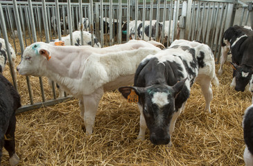 Calf. Double-muscled calves. Farming. Meat calves. Cattle. Belgian Blue cows