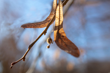 branch of a tree in autumn