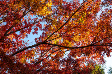 紅葉の秋