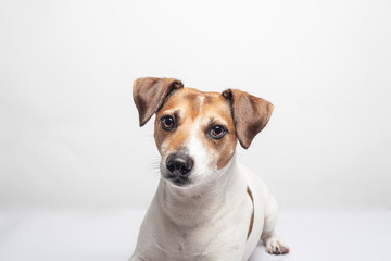 Portrait of dog breed Jack Russell Terrier lying on white background. Isolated image.