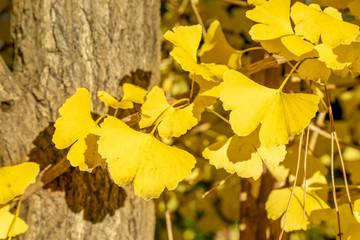鮮やかに紅葉した銀杏