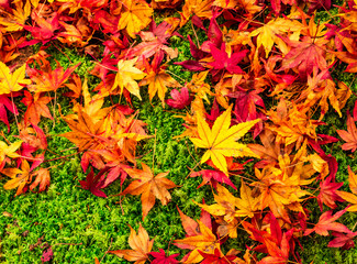 散り紅葉　三千院