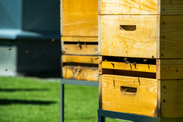 Hives in apiary on the roof of modern building in the downtown